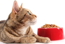 Is Switching to Natural Pet Food Worth It?