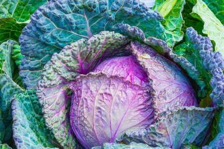 Cabbage is in season right now.  Now is the time to try some tasty and inexpensive recipes that use plenty of cabbage. 