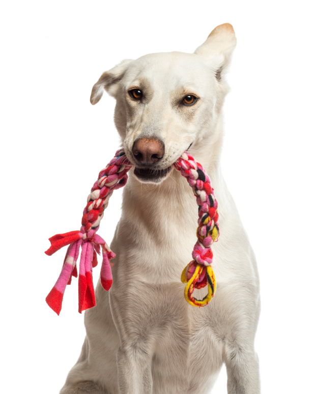Save money on pets in a variety of ways! Make your own pet toys and pet treats!